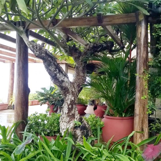 Landscape Goa
